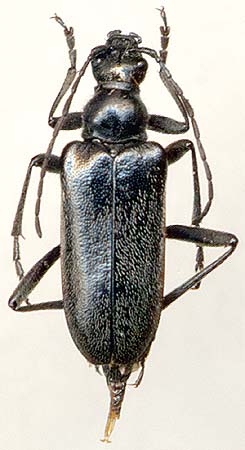 Euracmaeops septentrionis