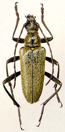 Euracmaeops smaragdulus