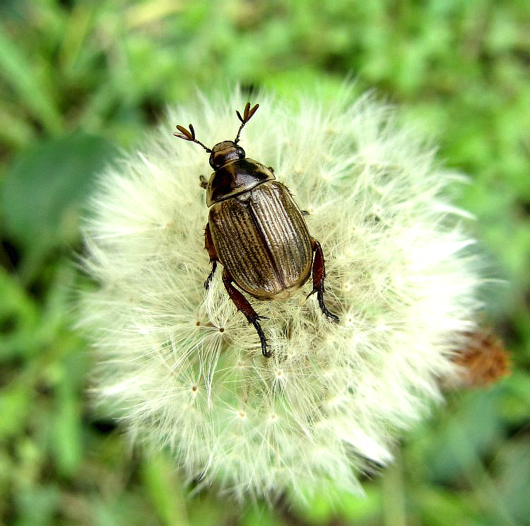 Хрущик. Луговой Хрущик Жук. Хрущик садовый Phyllopertha horticola. Хрущик Лисичка Жук. Хрущик мучной очень маленький.