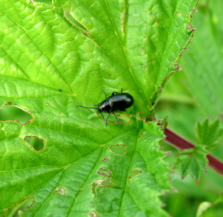 Chrysomelidae: Alticinae