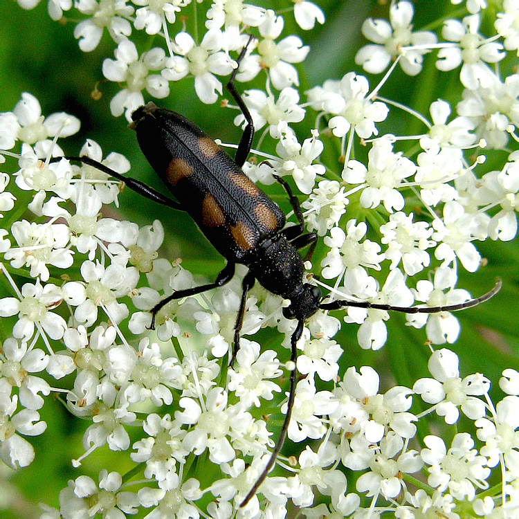 Anoplodera sexguttata (Fabricius, 1775)