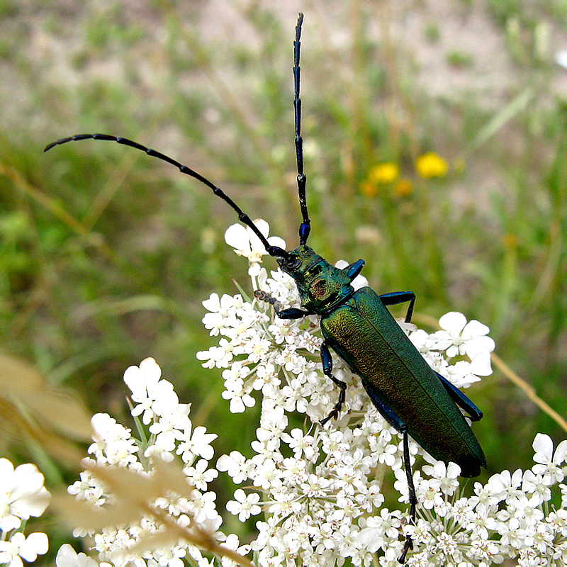 Aromia moschata moschata (Linnaeus, 1758)