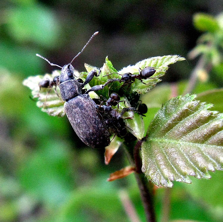 Brachyderes incanus (Linnaeus, 1758)