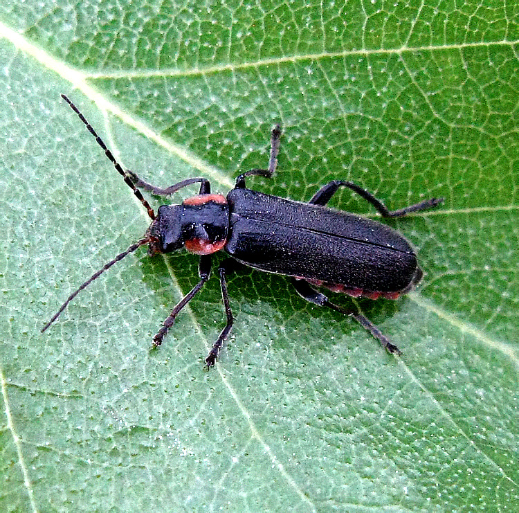 Cantharis obscura Linnaeus, 1758