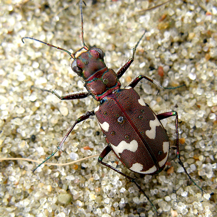 Cicindela hybrida Linnaeus, 1758