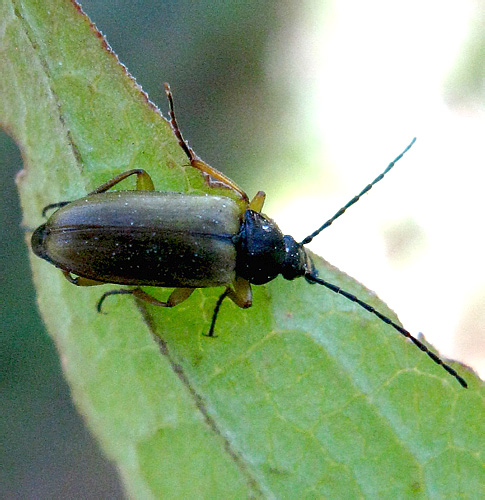 Cteniopus sulphureus (Linnaeus, 1758)