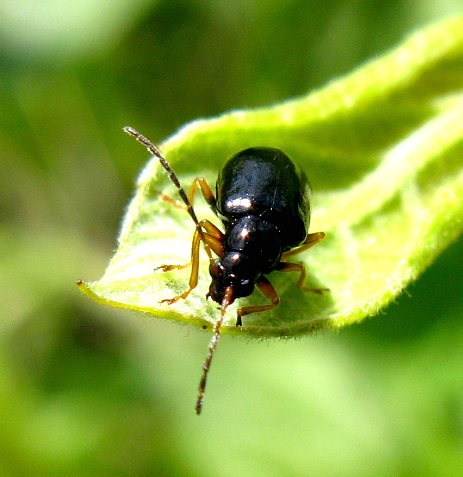 Luperus longicornis (Fabricius, 1781)