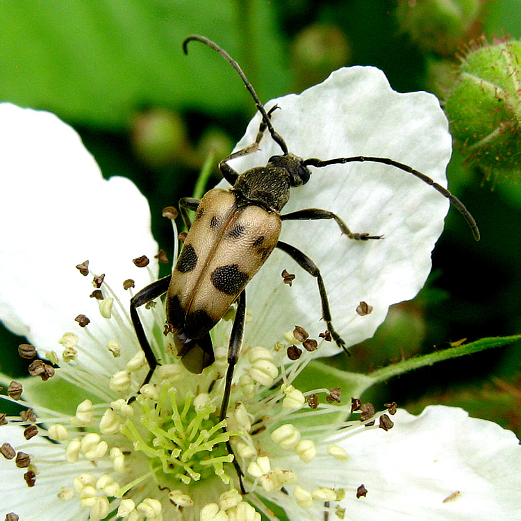 Pachytodes cerambyciformis (Schrank, 1781)