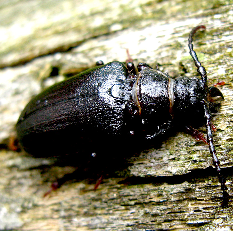 Prionus coriarius (Linnaeus, 1767)