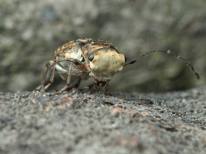 Exechesops leucopis (Jordan, 1928) - male