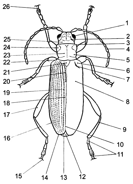 Строение жука схема