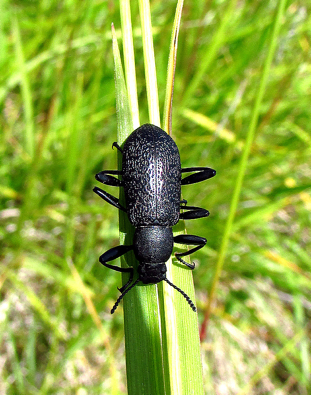 Upis ceramboides (Linnaeus, 1758)