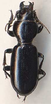 Broscus semistriatus, male
