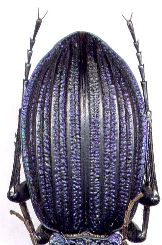 Carabus (Megodontus) exaratus, female