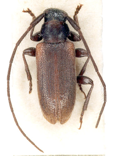 Exocentrus marginatus 