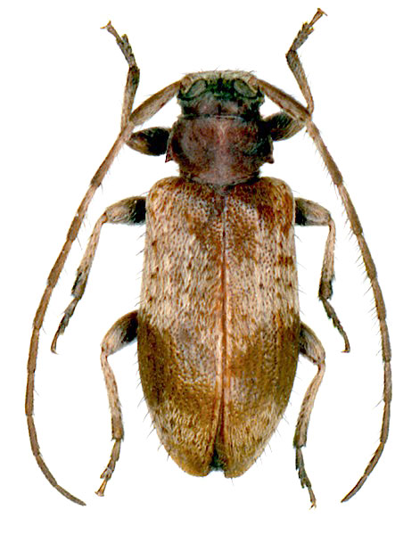 Exocentrus punctipennis