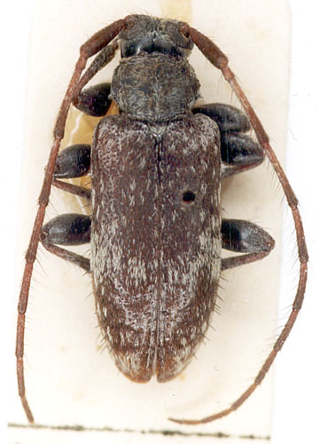 Exocentrus ussuricus