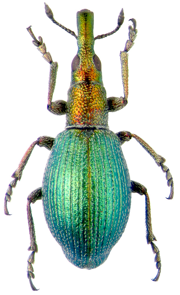 Apion artemisiae F.Mor.