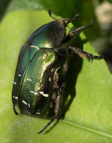  Cetonia aurata
, 21-VI-2006
 O.