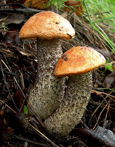  Leccinum sp.
. , 10-VIII-2006
 O.