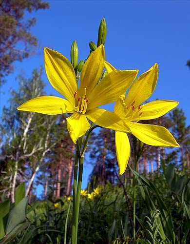  Hemerocallis sp.
 .,  -., 
 .   . , 15-VI-2006
 O.