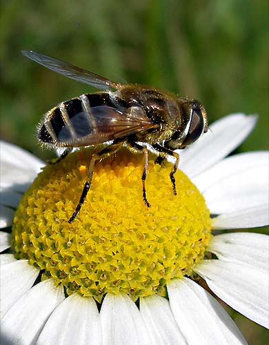 - Eristalis sp.
. , 26-VIII-2005
 O.