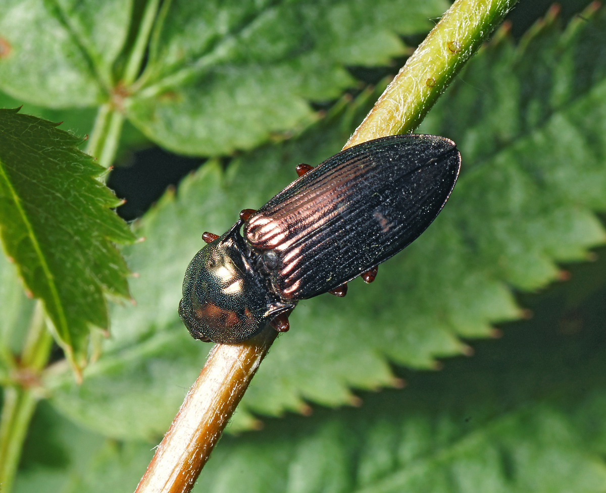 Щелкун Selatosomus melancholicus