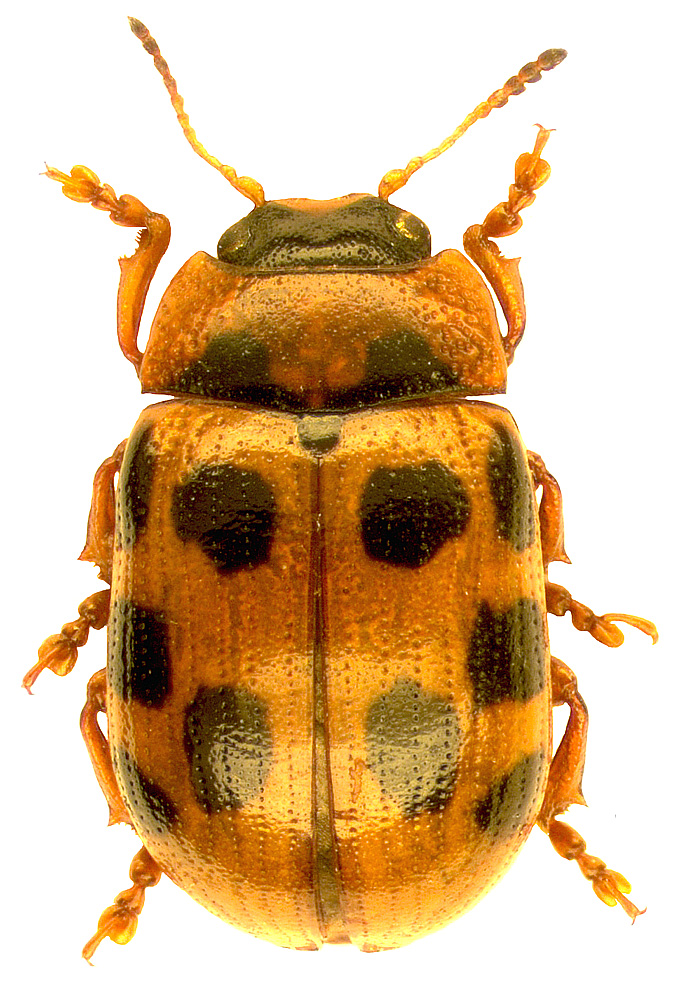 Gonioctena decemnotata (Marsham, 1802)  (=rufipes DeGeer, 1775 nec L., 1758)