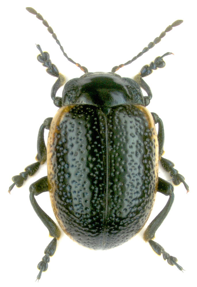 Chrysolina gypsophilae (Kuester, 1845)