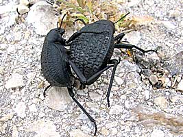 Tenebrionidae: Adesmia ulcerosa