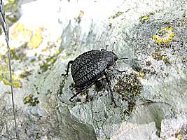 Tenebrionidae: Adesmia ulcerosa arca