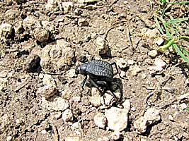 Tenebrionidae: Adesmia ulcerosa arca