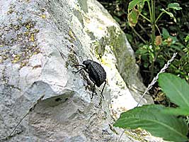 Tenebrionidae: Adesmia ulcerosa arca