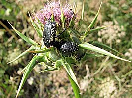 Scarabaeidae: Aethiessa mesopotamica