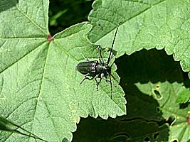 Cerambycidae: Agapanthia lais