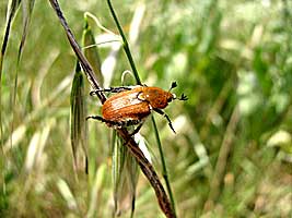 Scarabaeidae: Brancoplia mesopotamica