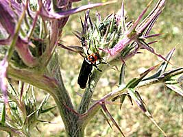 Cantharidae: Trichodes quadriguttatus et Boveycantharis dimidiatipes