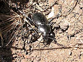 Carabidae: Carabus impressus