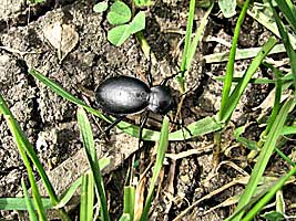 Carabidae: Carabus impressus carmelita