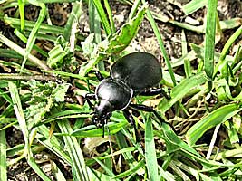 Carabidae: Carabus impressus carmelita