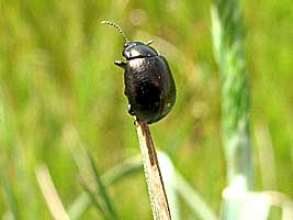 Chrysomelidae: Chrysolina palmyrensis