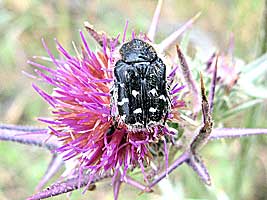 Scarabaeidae: Epicometis hirta