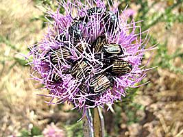 Glaphyridae: Eulasia vittata lineata