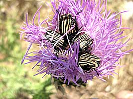 Glaphyridae: Eulasia vittata lineata