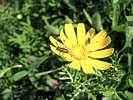 Malachiidae: Haplomalachius flabellatus