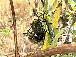 Buprestidae: Julodis rothii