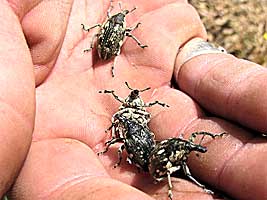 Curculionidae: Larinus sp.