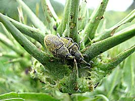 Curculionidae: Larinus latus