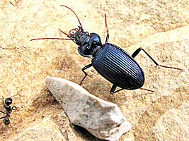 Carabidae: Nebria hemprichi