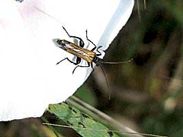 Oedemeridae: Oedemera femorata